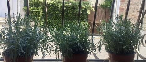 Terrein van de accommodatie