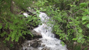 Una piccola cascata circondata da fitta vegetazione verde.