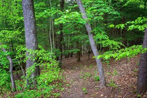 Une zone boisée avec des arbres denses et un sentier de terre.