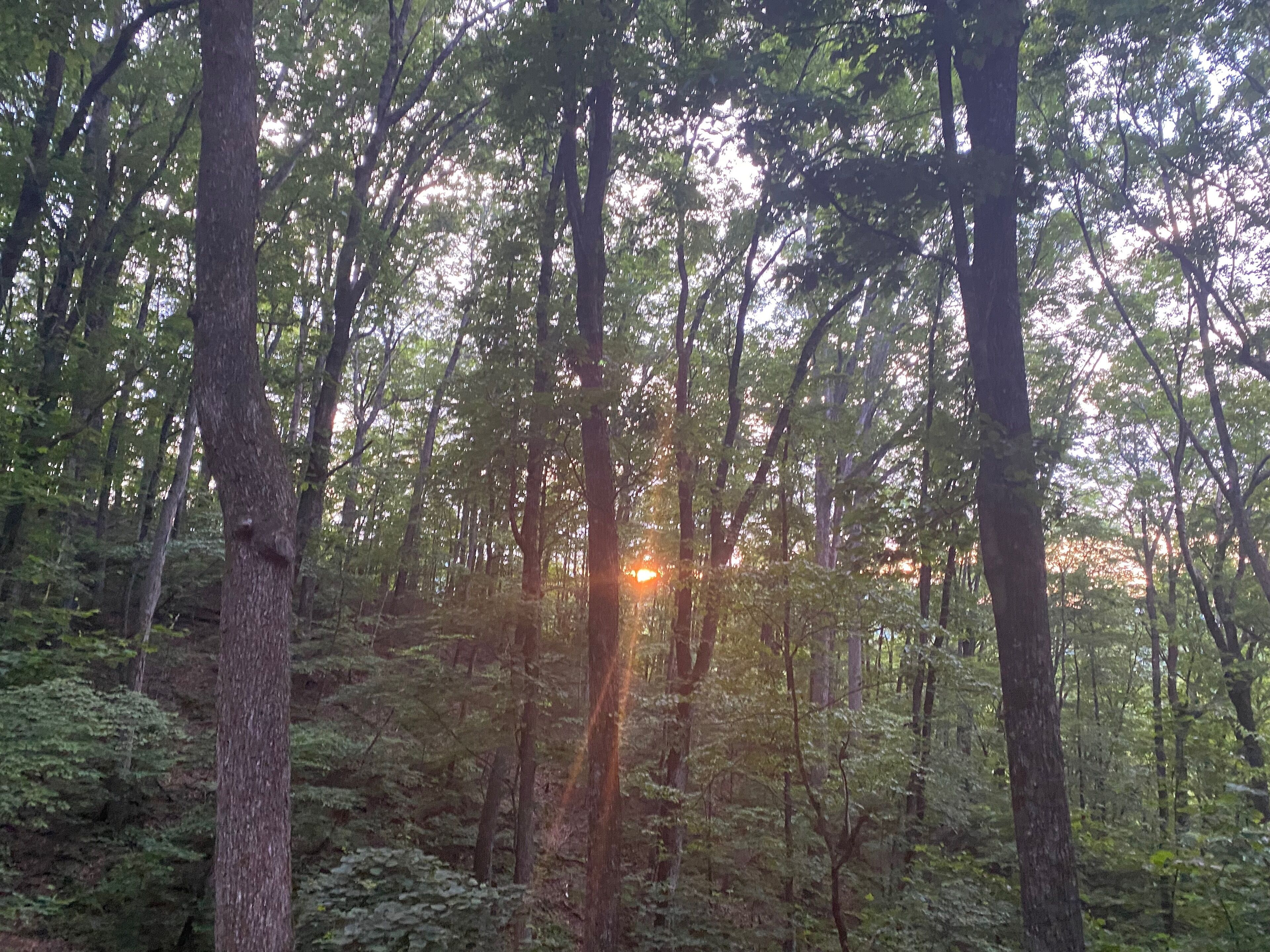 Una fitta foresta con alberi alti e luce solare che filtra tra le chiome.