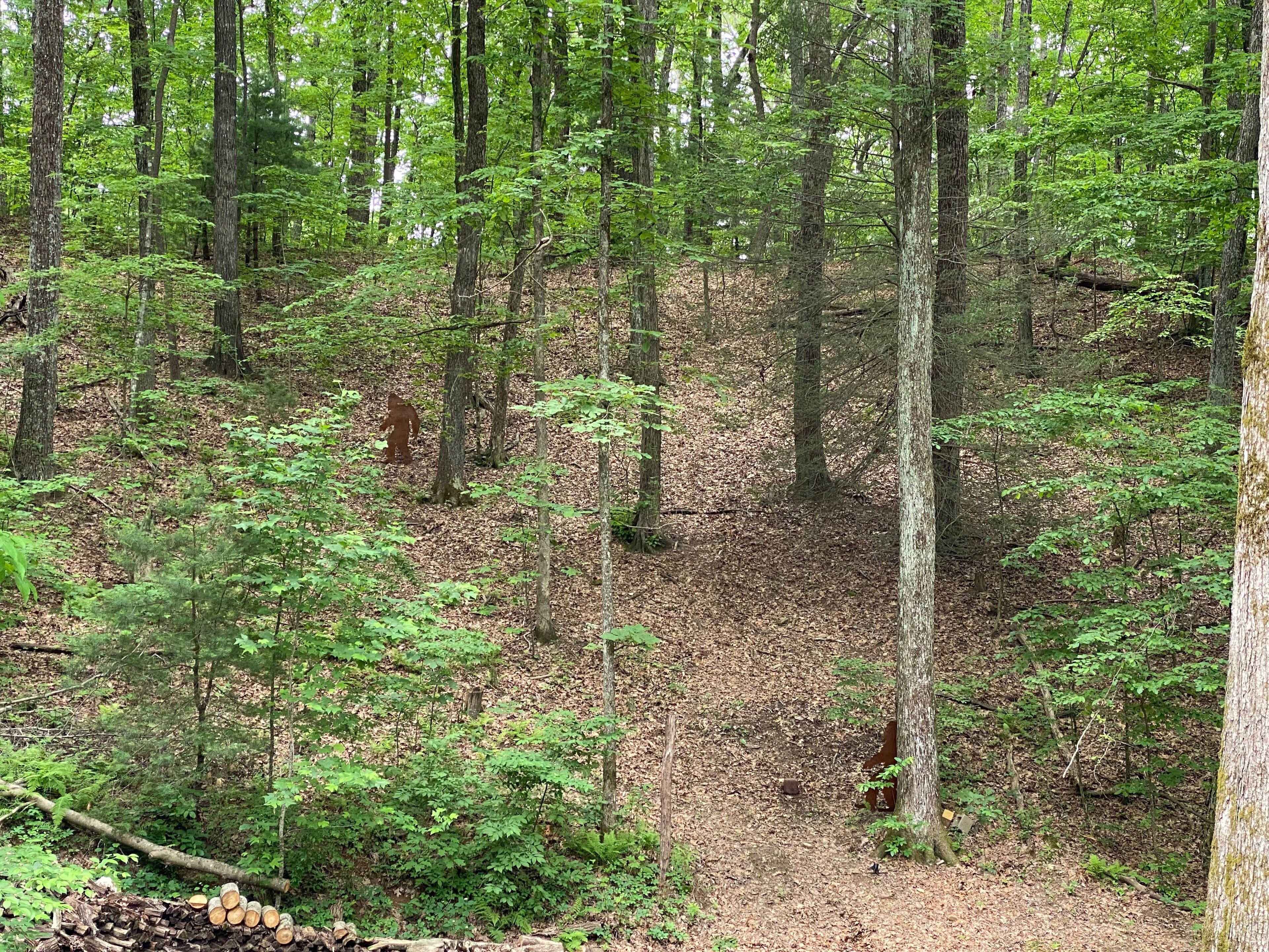 A forested area with a variety of trees and undergrowth.