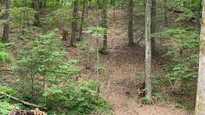 Una zona boscosa amb una varietat d'arbres i vegetació baixa.