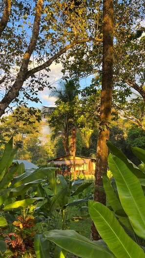 A tropical garden with large trees and a thatched-roof building. - Playa Ganadito Ecolodge (Drake Bay)