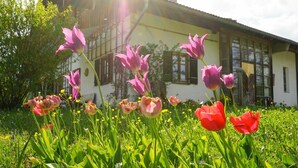 A house with a sloped roof and large windows, surrounded by a garden with tulips and other flowers. - Vacation apartment with large panoramic window (Teisendorf)
