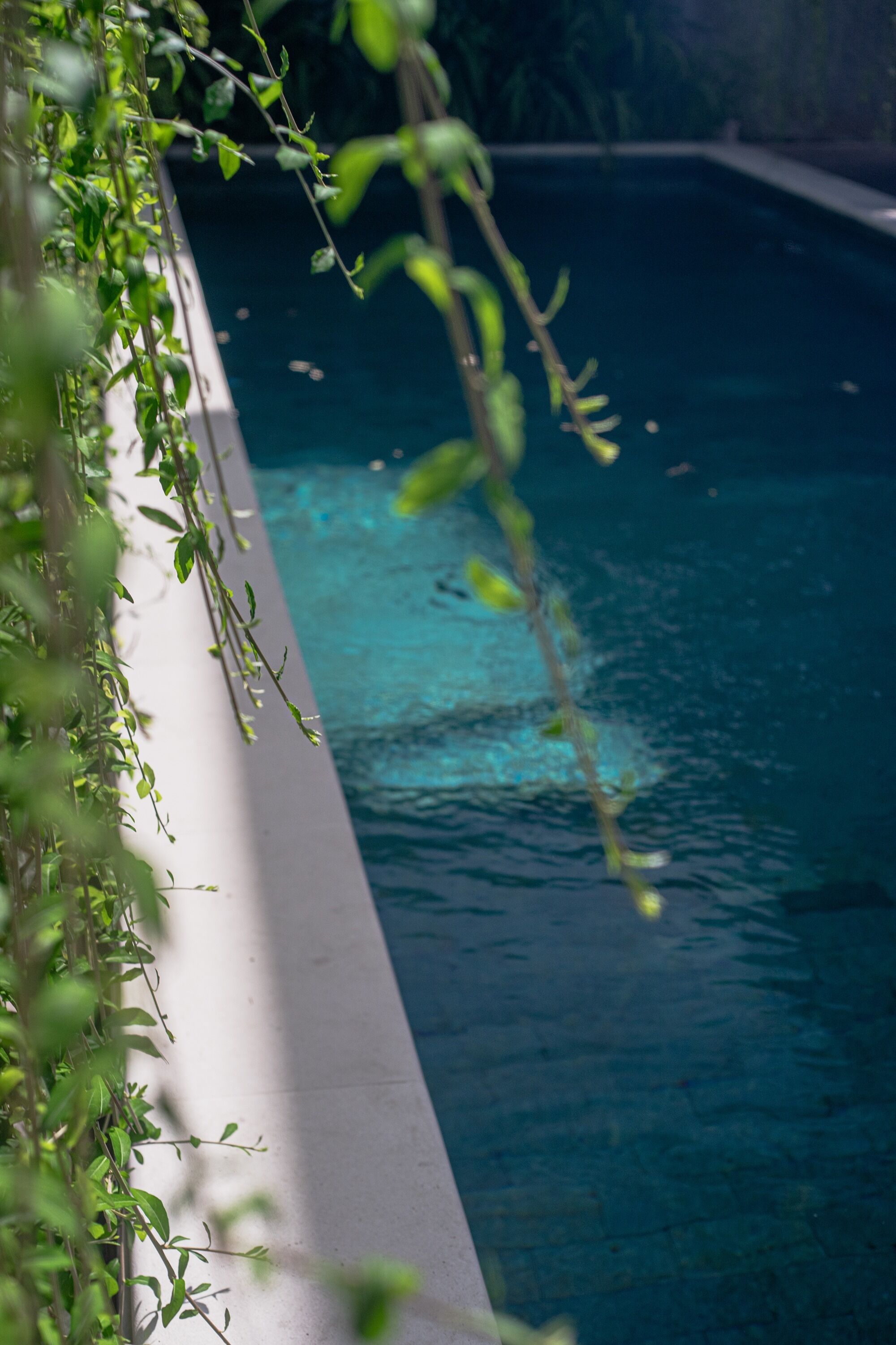 A swimming pool with clear water, surrounded by greenery.