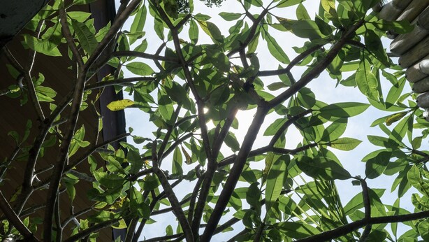 A tree with green leaves and branches against a building facade. - Awal Villa (Nusa Dua)
