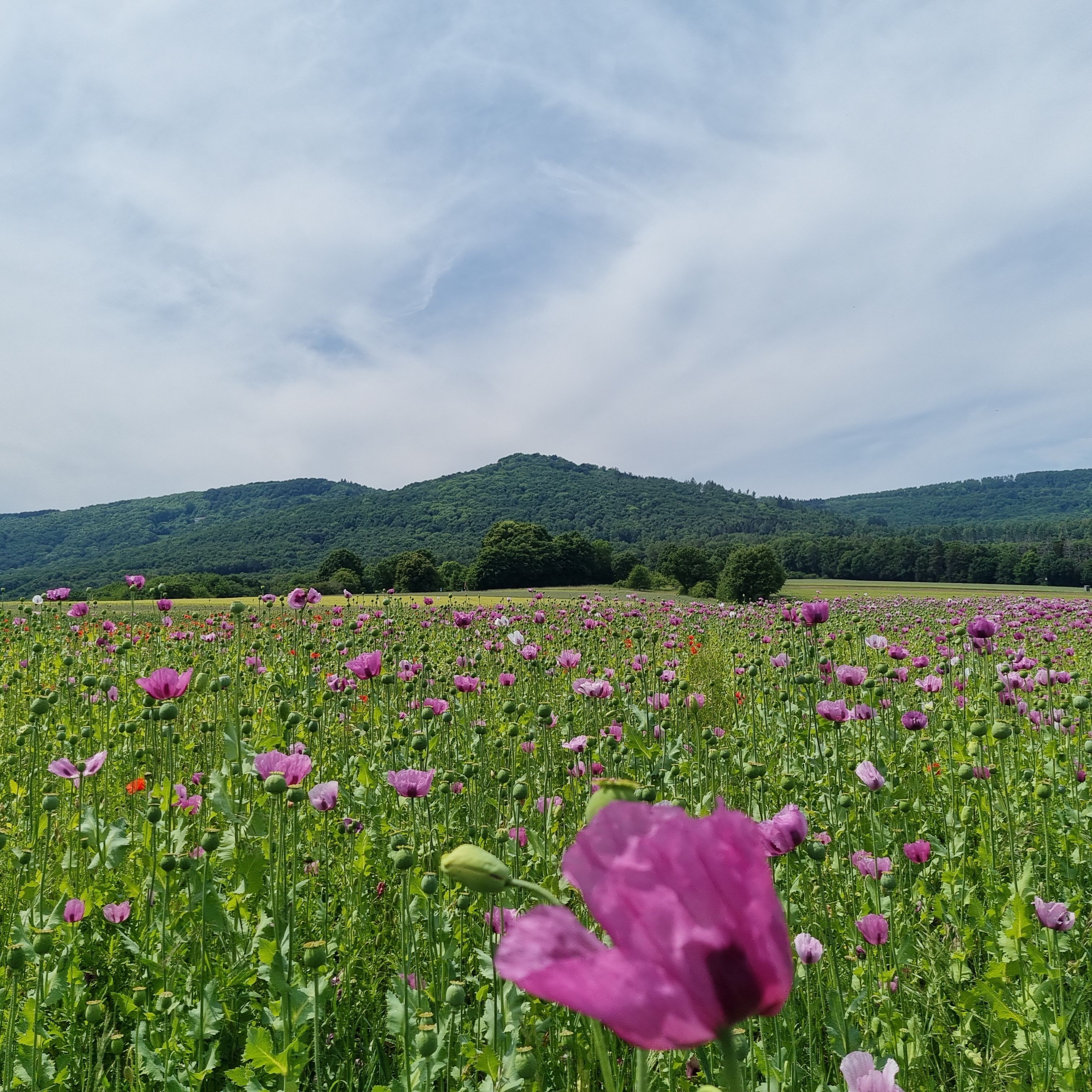 Un champ de coquelicots avec une montagne en arrière-plan.