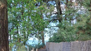 Un sendero de grava bordeado por árboles y una cerca de madera, que conduce hacia una masa de agua.
