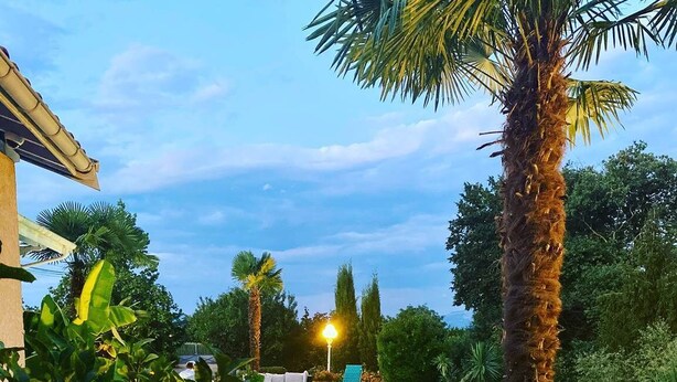 Un área de piscina con cielo despejado, rodeada de plantas en macetas y palmeras.