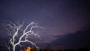 A starry night sky with a prominent bare tree in the foreground. - Omogolo Hideaways - Mangwane Oratile · A35,Tsau, North-West District, BW (Tsau)