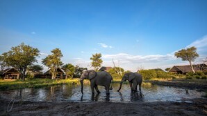 Two elephants standing in a water body with huts in the background. - Omogolo Hideaways - Mangwane Oratile · A35,Tsau, North-West District, BW (Tsau)