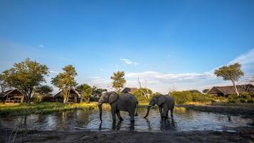 Enceinte de l’hébergement