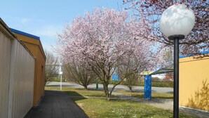 Un sendero que lleva a un edificio con techo azul, un árbol con flores rosadas y una farola.