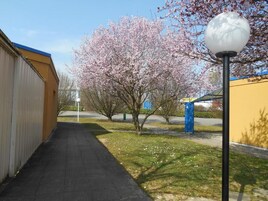 Un sendero que lleva a un edificio con techo azul, un árbol con flores rosadas y una farola.