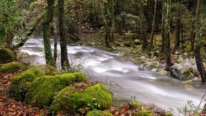 A forest stream with moss-covered rocks and trees. - A Palleira: Antiguo Pajar Reformado al Lado del río (Pobra do Caramiñal)