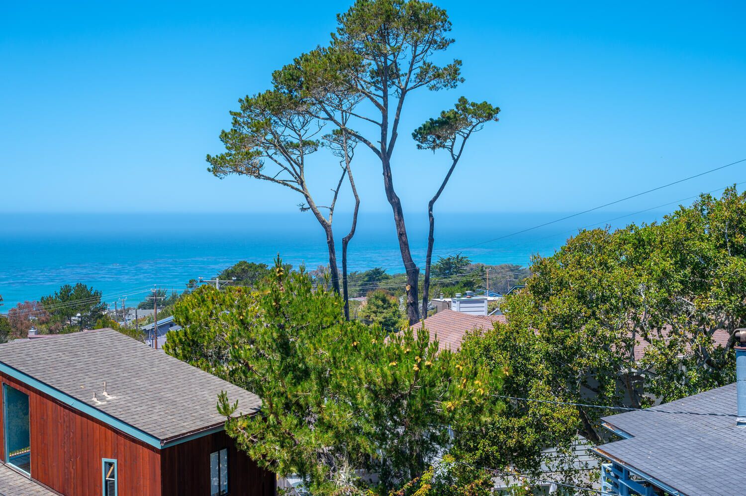 A coastal residential area with a prominent pine tree and a view of the ocean.