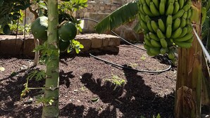 A garden with banana plants and a stone wall.