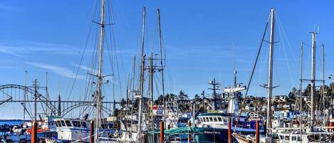 A marina with several boats docked, including a boat named "MOLLY".