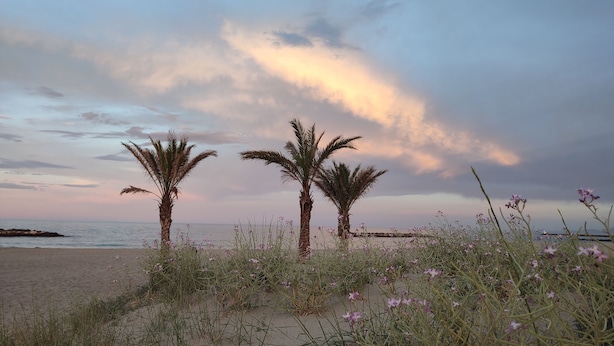 A beach with palm trees and purple flowers. - STUDIO WITH SEA VIEW TERRACE FACING THE BEACH (Le Barcarès)