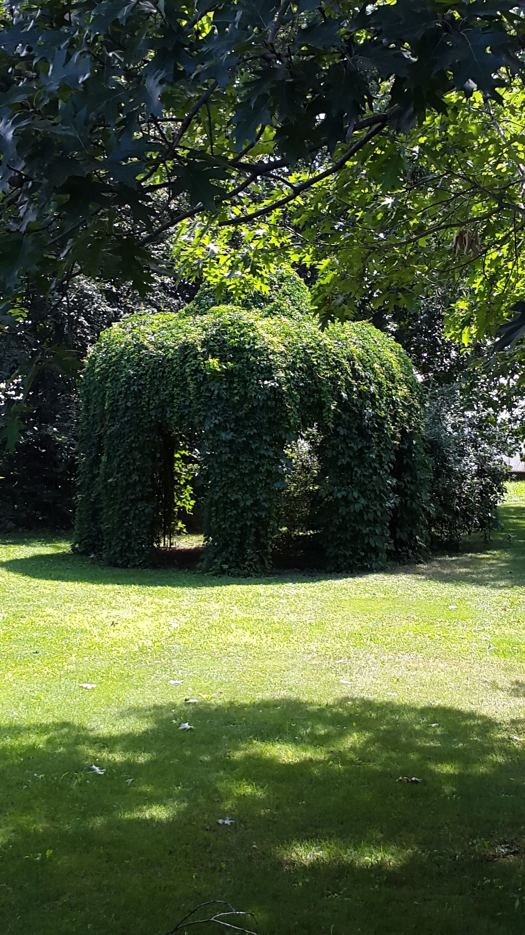 A well-maintained garden with a central bush covered in ivy, surrounded by a neatly trimmed lawn.