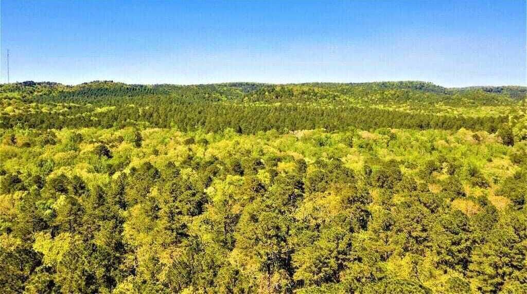 Un paisaje de bosque denso con cielo despejado.