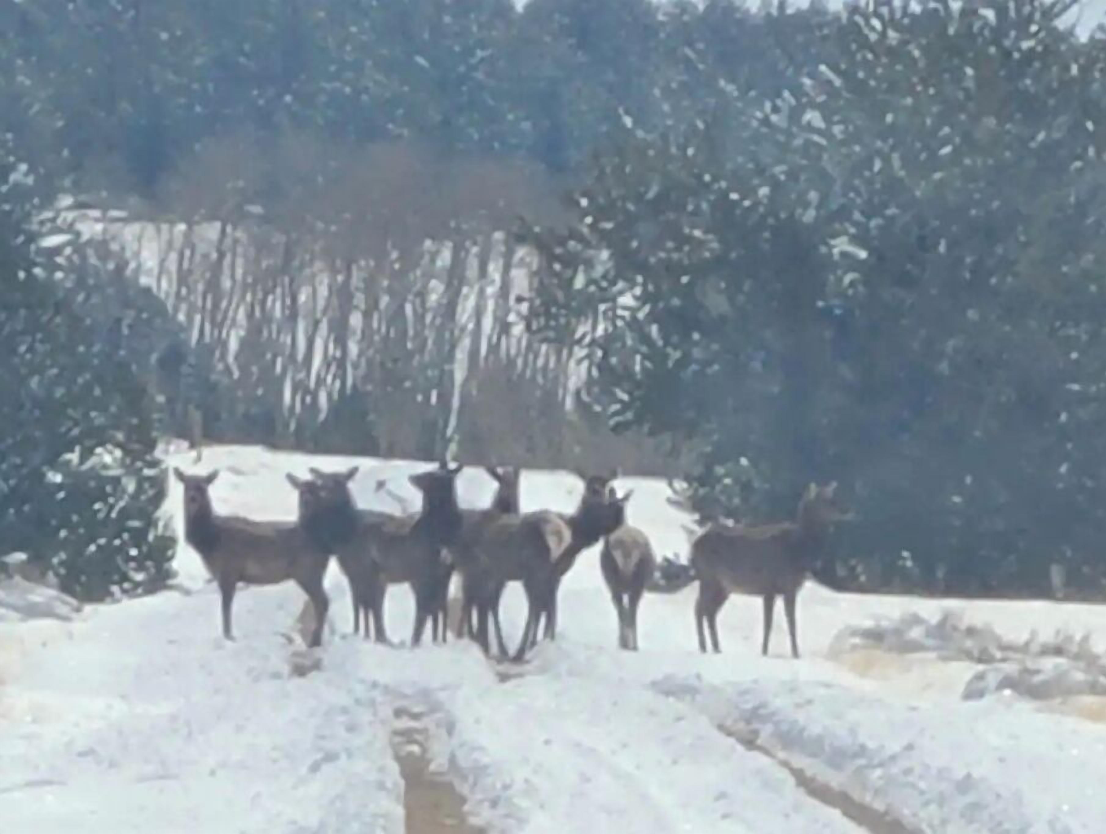 A group of deer standing on a snow-covered path with trees in the background.
