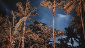 Eine Hängematte zwischen Palmen unter einem Nachthimmel mit sichtbarem Mond.