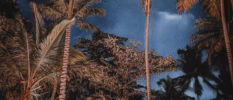 A hammock set up between palm trees under a night sky with a visible moon.