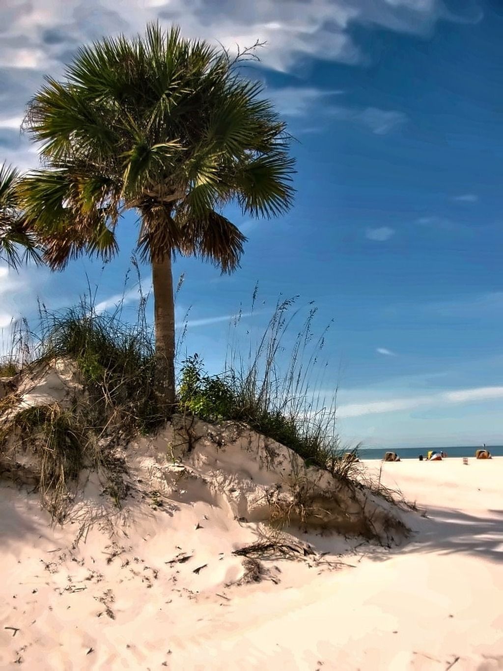 Eine Palme an einem sandigen Strand, im Hintergrund das Meer.