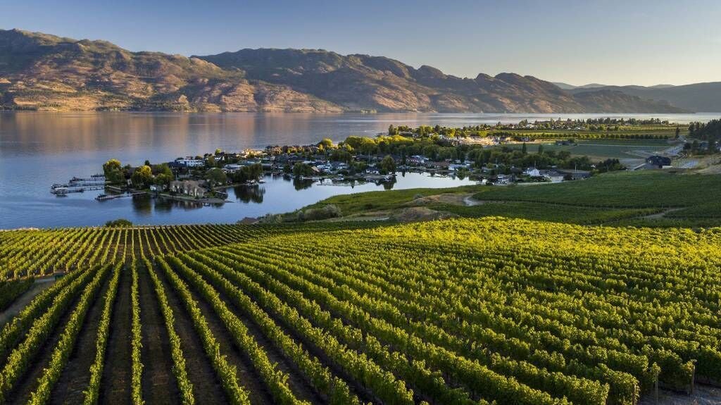 A vineyard with rows of grapevines and a small island with buildings in the background.