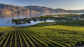 A vineyard with rows of grapevines and a small island with buildings in the background.