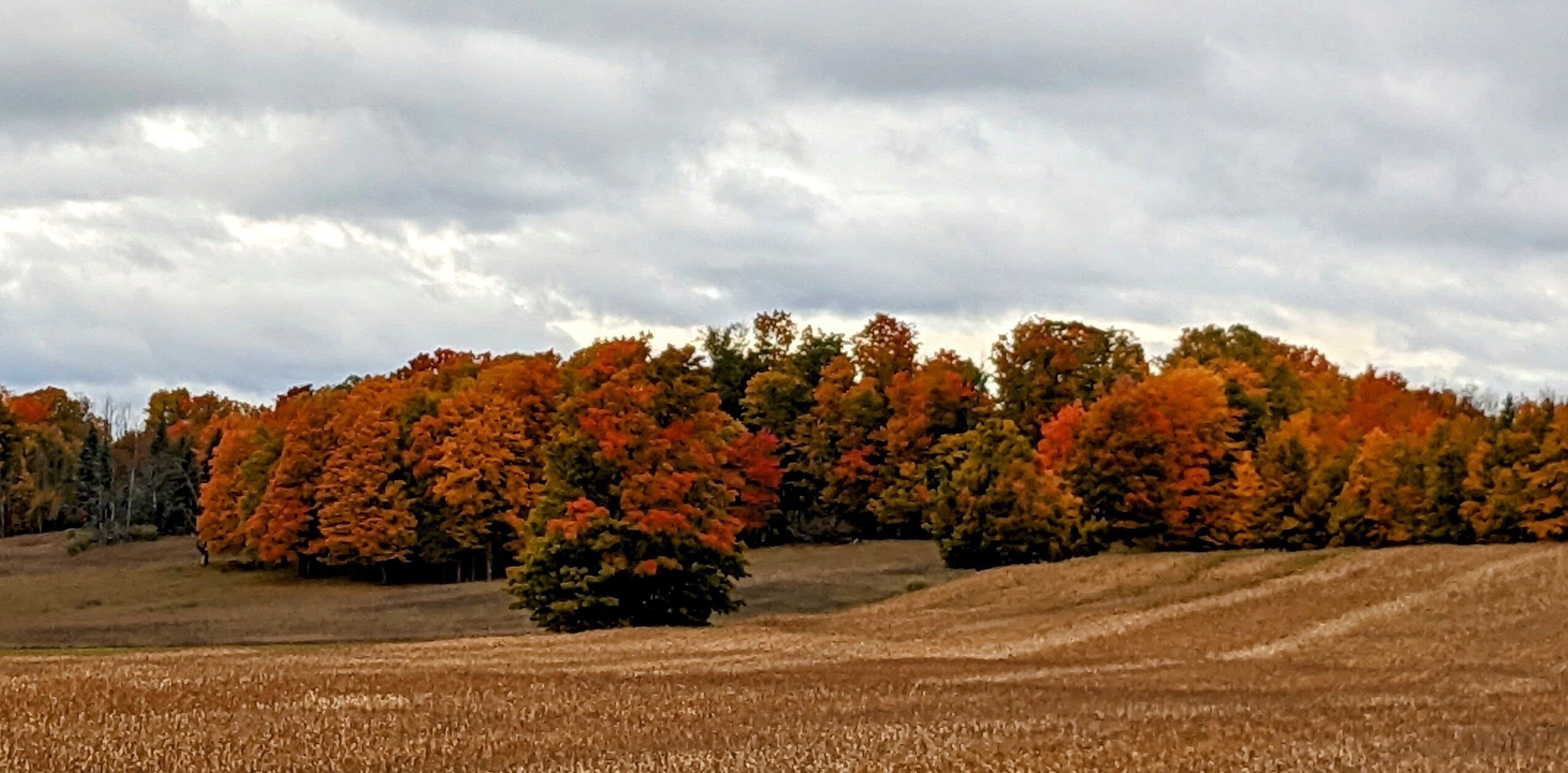 Un champ avec des arbres aux couleurs automnales et un ciel nuageux.