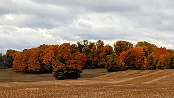Un champ avec des arbres aux couleurs automnales et un ciel nuageux.