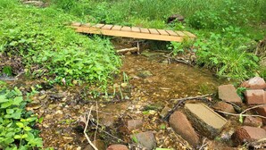 A small stream with a wooden bridge over it, surrounded by lush greenery. - ❤️ Tiny House with Creek Access ❤️ (Anderson)