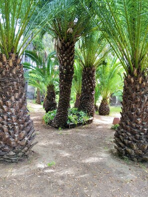 Property grounds - New - Charm & Quiet - TAMARIS, Sea view, Swimming pool (La Seyne-sur-Mer)