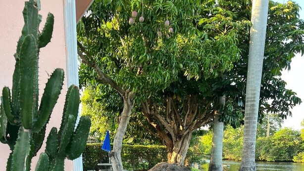 A patio with a cactus, red chairs, a small table, and a blue umbrella. - 1bed apt in Hollywood&31st str. Independent apt with amazing backyard. (Hollywood)