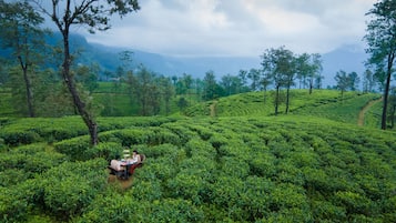 A lush green tea plantation with a small table and chairs in the foreground.