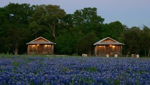 Dos cabañas de madera en un campo de flores azules con árboles al fondo.