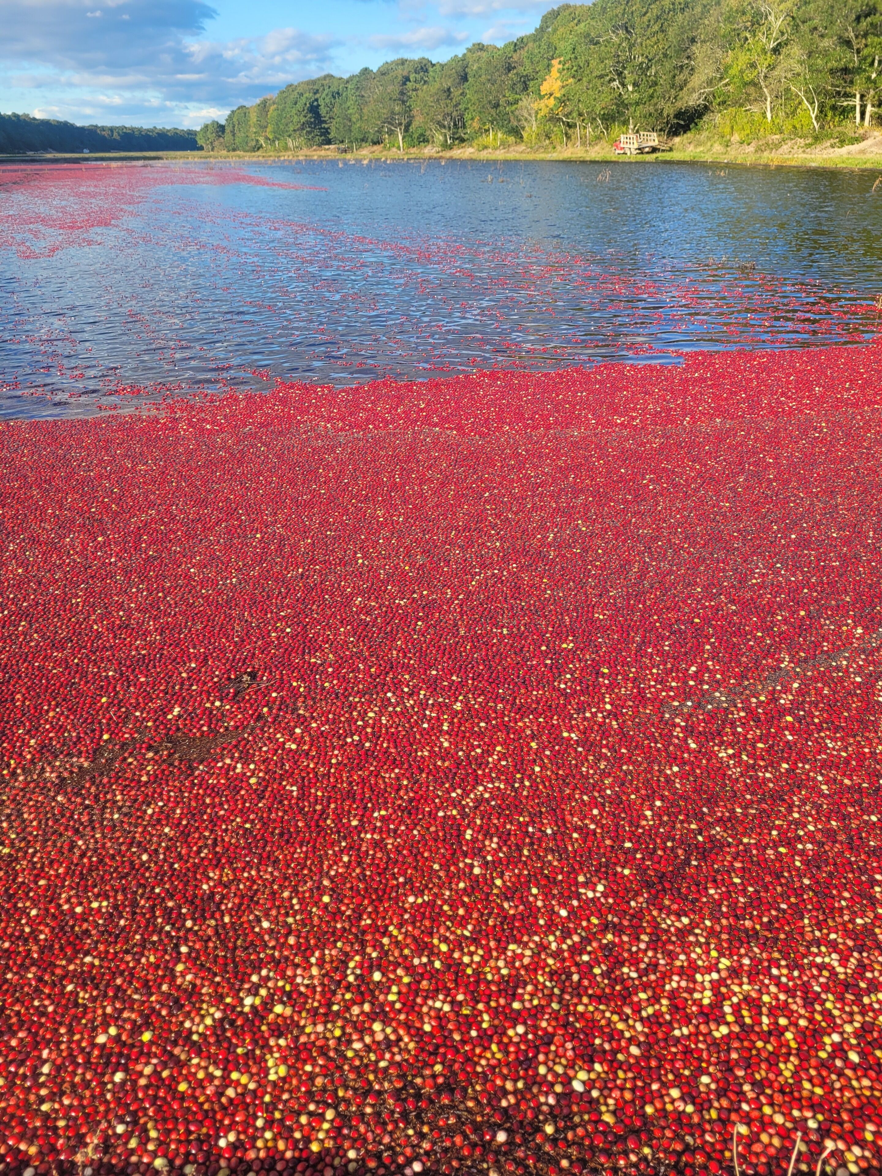 Een meer bedekt met rode cranberries.