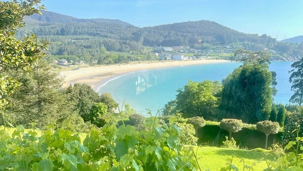 A vineyard with a glass railing overlooking a coastal landscape.