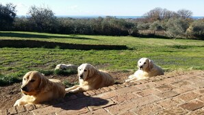 Trois golden retrievers allongés sur une terrasse en briques, avec un champ herbeux et des arbres en arrière-plan.