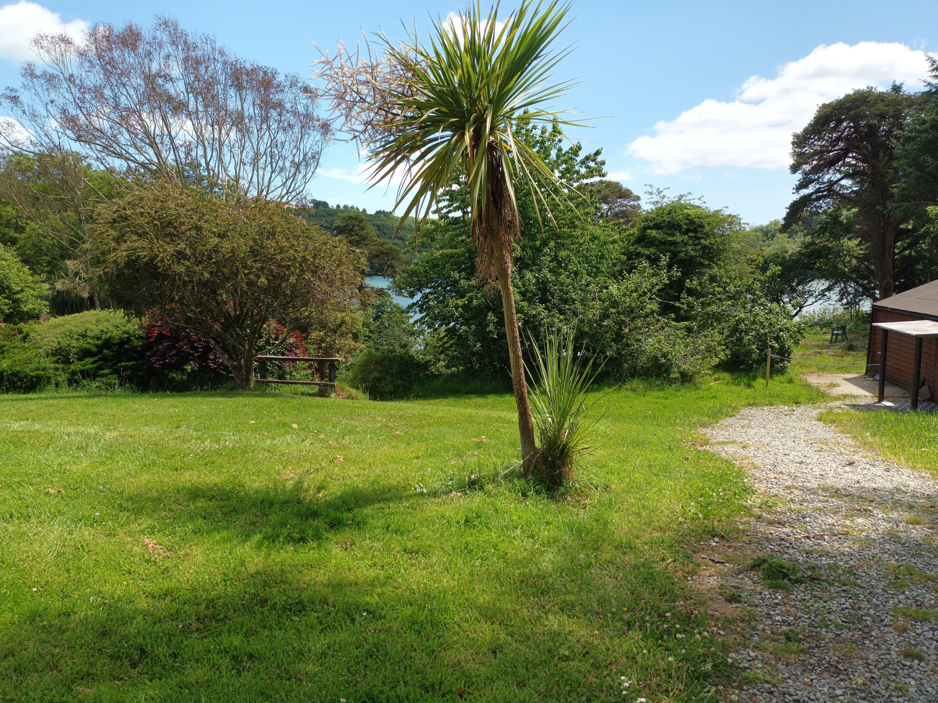 A grassy area with a palm tree, a bench, and a building in the background.