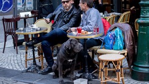 Un café avec une terrasse, un chien et un lampadaire vert.