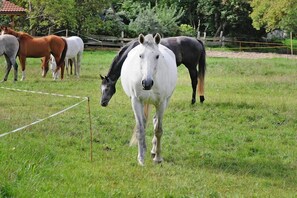A grassy field with several horses grazing. - Gutshaus Zicker in Garz (Garz)