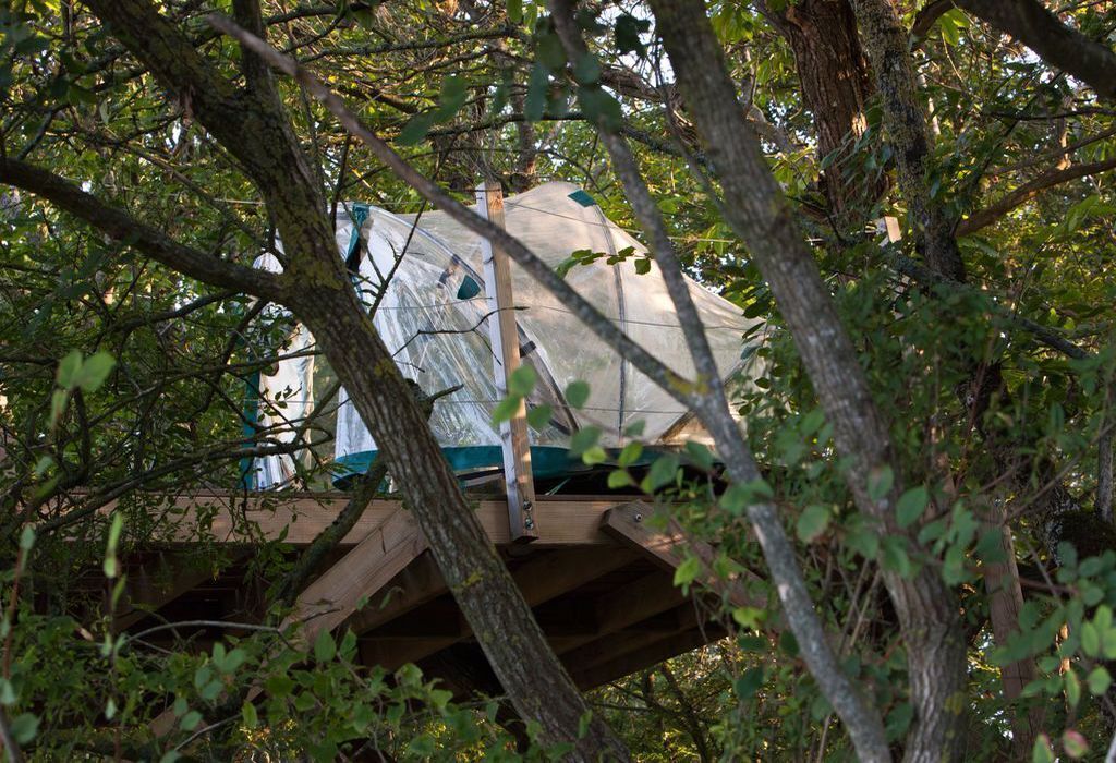 A treehouse with a transparent roof, surrounded by dense foliage.
