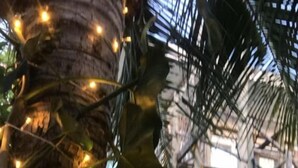 Una palmera con luces colgantes, un edificio blanco y una escalera.