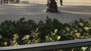 Ein Strand mit Palmen, Liegestühlen und freiem Blick auf den Ozean.