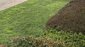 Um sedan de cor escura estacionado numa entrada de garagem, com um gramado bem cuidado e um pilar de tijolos próximo.