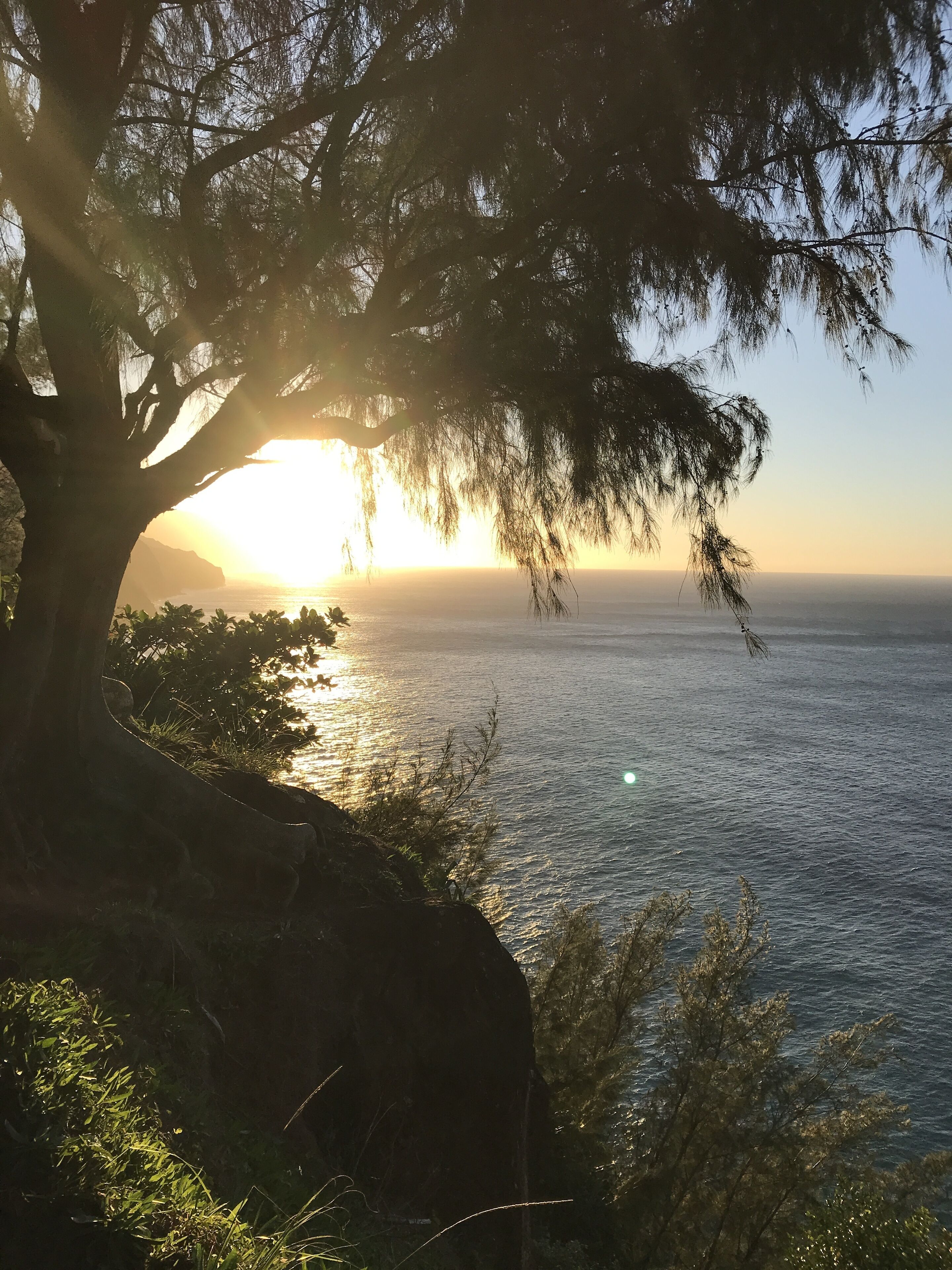 A coastal scene with a tree in the foreground and the sun setting over the ocean.