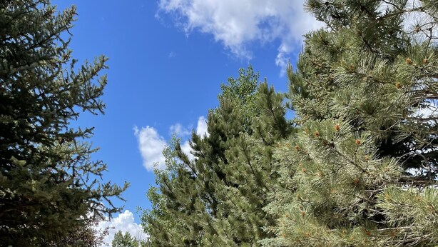 Un sendero de grava bordeado por altos árboles de hoja perenne, que conduce a un área cubierta con un letrero.